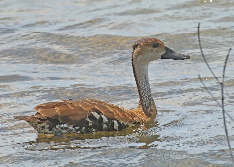 West Indian Whistling-Duck