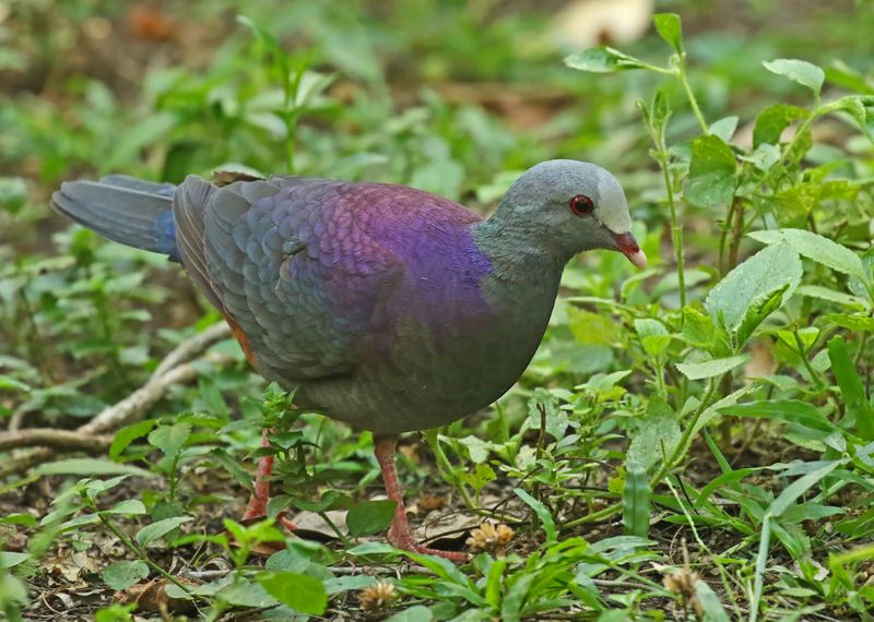 Gray-fronted Quail-Dove