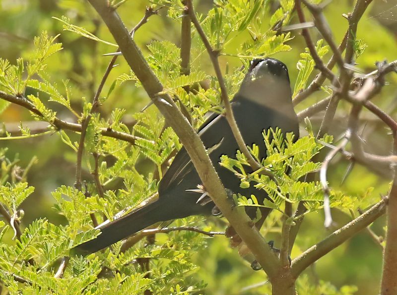 Cuban Bullfinch (Cuban)