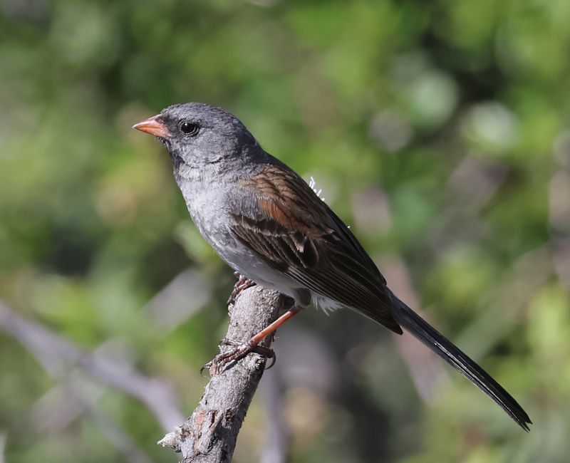 Black-chinned Sparrow