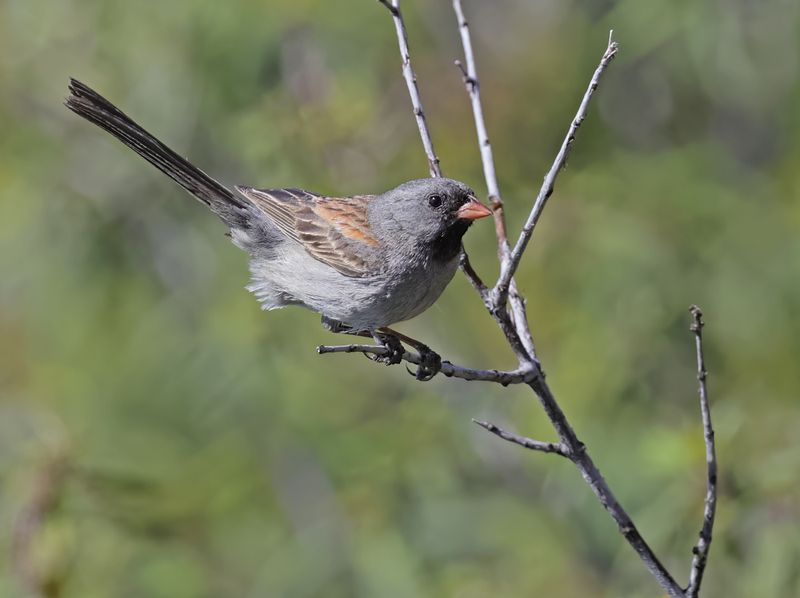 Black-chinned Sparrow