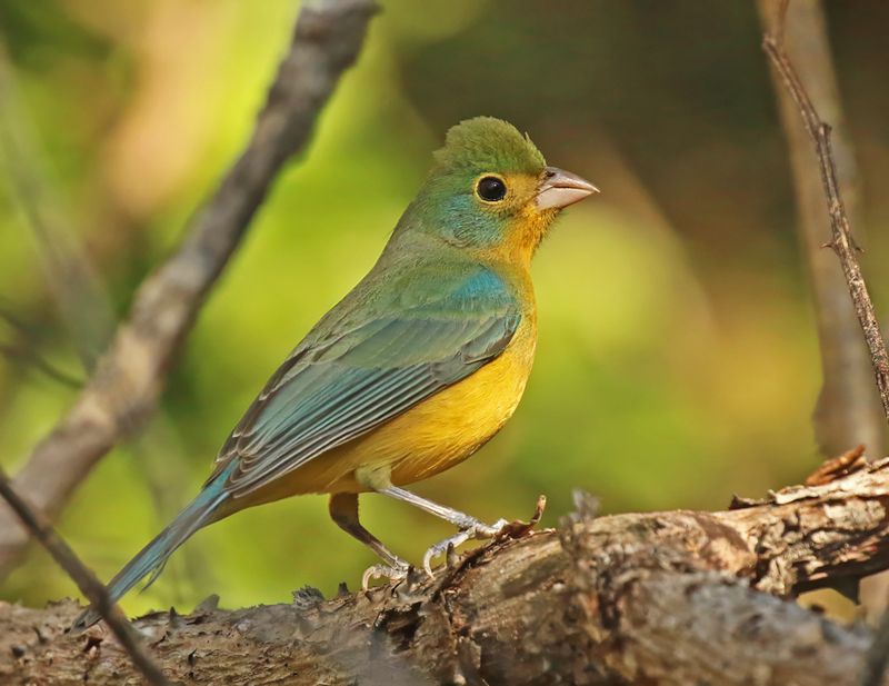 Orange-breasted Bunting
