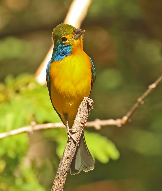 Orange-breasted Bunting