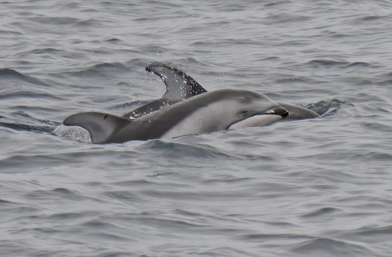 Pacific White-sided Dolphin
