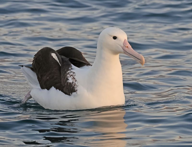 Northern Royal Albatross