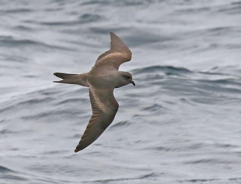 Ashy Storm-Petrel
