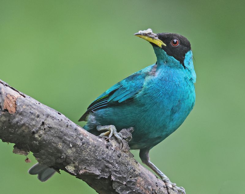 Green Honeycreeper