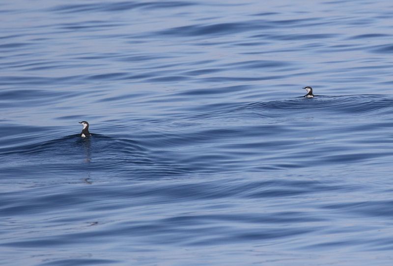 Guadalupe Murrelet