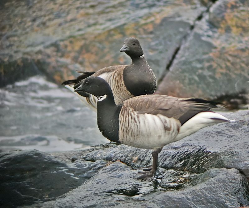 Brant (Atlantic)