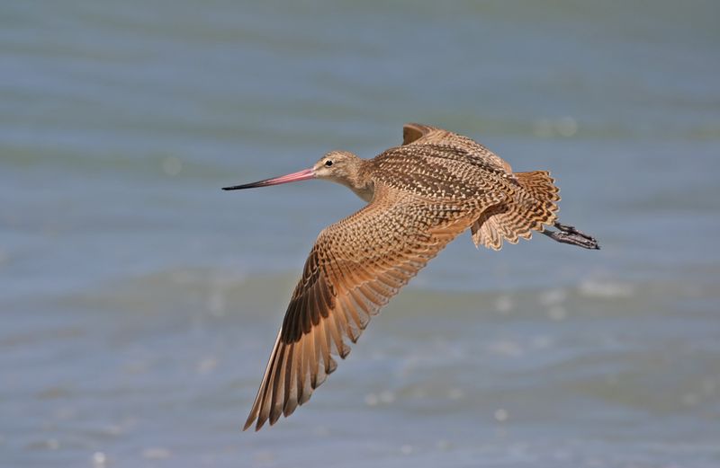 Marbled Godwit