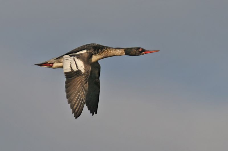 Red-breasted Merganser