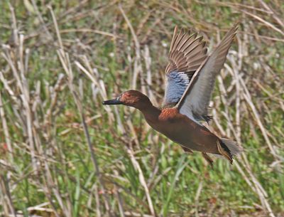 Cinnamon Teal