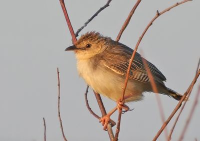 Pectoral-patch Cisticola