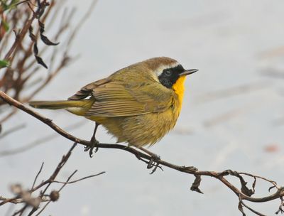Salt Marsh Common Yellowthroat