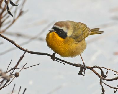 Salt Marsh Common Yellowthroat