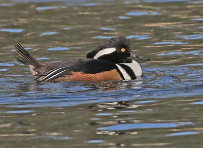 Hooded Merganser