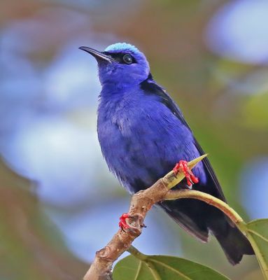 Red-legged Honeycreeper