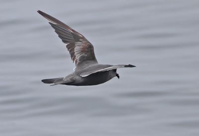 Ashy Storm-Petrel