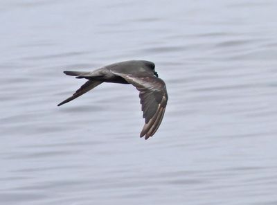 Ashy Storm-Petrel