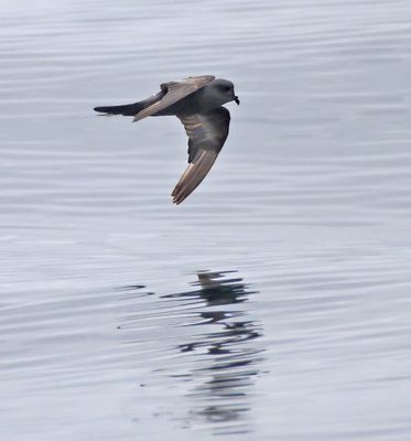 Ashy Storm-Petrel