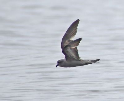 Ashy Storm-Petrel