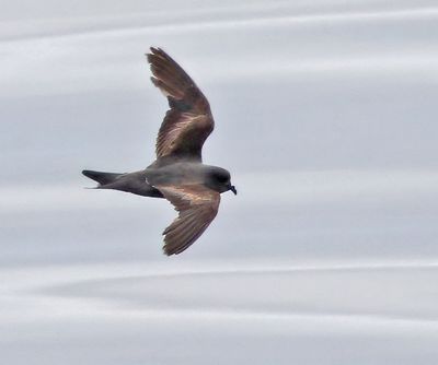 Ashy Storm-Petrel