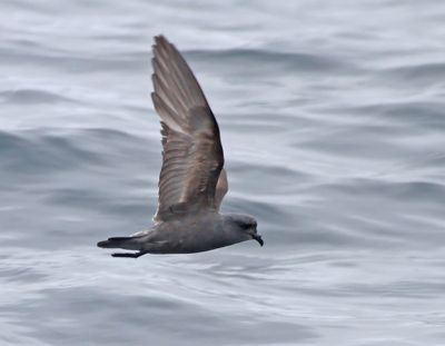 Ashy Storm-Petrel