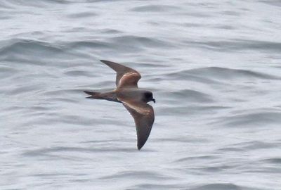 Ashy Storm-Petrel