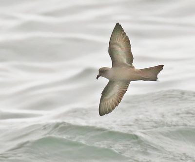 Ashy Storm-Petrel