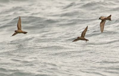 Ashy Storm-Petrel