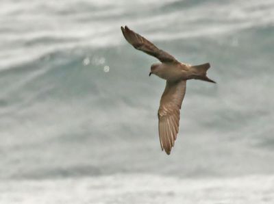 Ashy Storm-Petrel