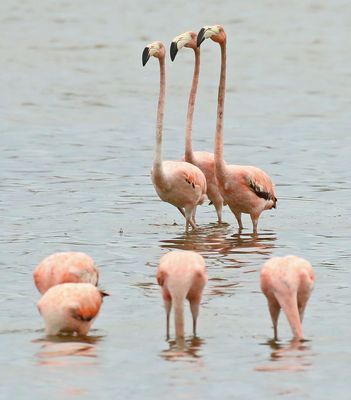 American Flamingo