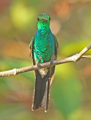 Cuban Emerald