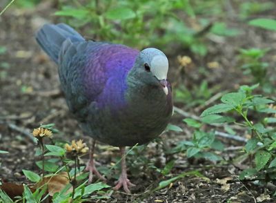 Gray-fronted Quail-Dove