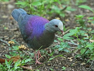 Gray-fronted Quail-Dove