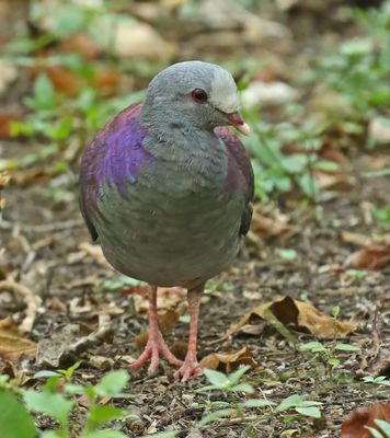 Gray-fronted Quail-Dove