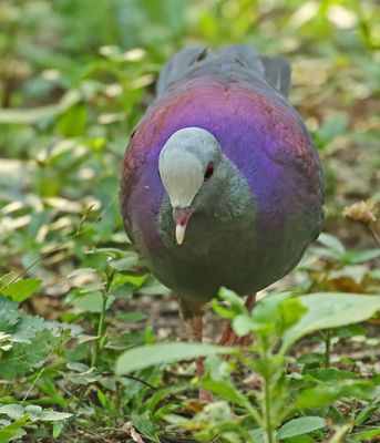 Gray-fronted Quail-Dove