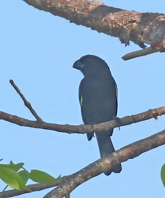 Cuban Bullfinch (Cuban)