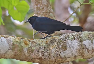Cuban Blackbird