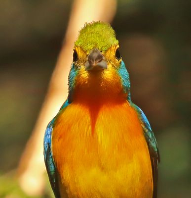 Orange-breasted Bunting