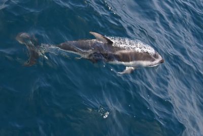 Pacific White-sided Dolphin