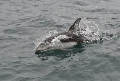 Pacific White-sided Dolphin