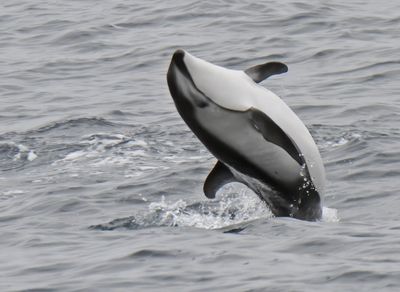 Pacific White-sided Dolphin