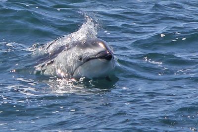 Pacific White-sided Dolphin