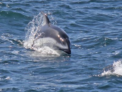 Pacific White-sided Dolphin