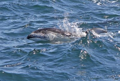 Pacific White-sided Dolphin