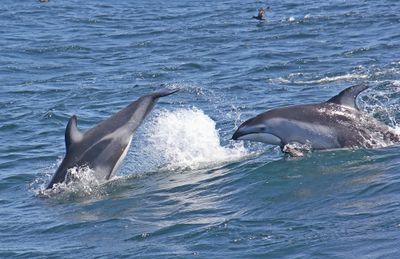 Pacific White-sided Dolphin