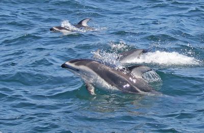 Pacific White-sided Dolphin