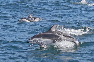 Pacific White-sided Dolphin