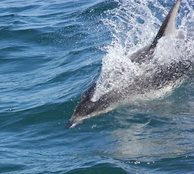 Pacific White-sided Dolphin